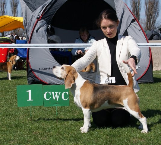 Inwroclaw - Jamajka - CWC,BOS,BIS1 WORKING DOG